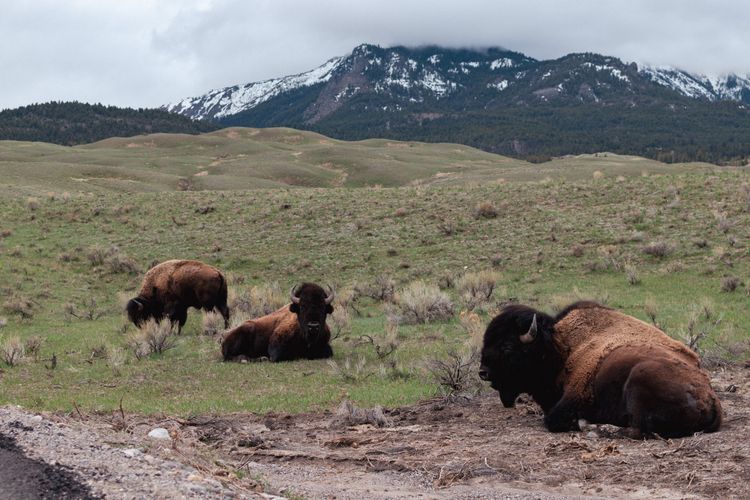 Yellowstone Wildlife (May 13, 2023)